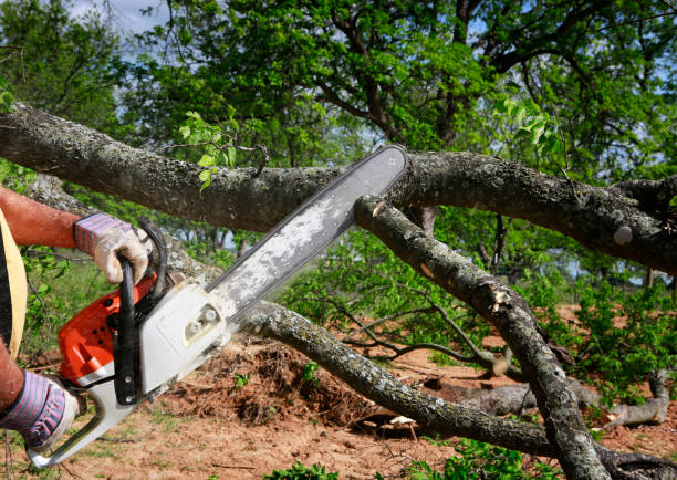 Best Tree Removal  in Santa Cruz, CA